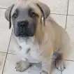 Poids Cane Corso mâle