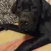 Poids Cane Corso mâle