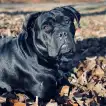 Poids Cane Corso femelle