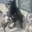 Poids Cane Corso femelle