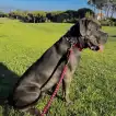 Poids Cane Corso femelle