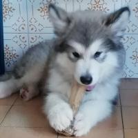 how much should a 3 month old malamute weight