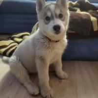 how much should a 8 week old husky weigh