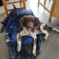 9 month best sale old springer spaniel