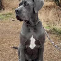 Cane Corso Growth & Weight Chart: Everything You Need To Know