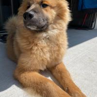 at what age is a eurasier full grown