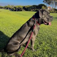 Cane Corso Growth & Weight Chart: Everything You Need To Know