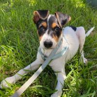 Jack russell puppy sales weight