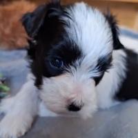 cuanto debe comer un schnauzer miniatura de 3 meses