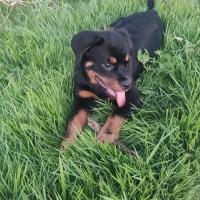 cuanto pesa una hembra rottweiler