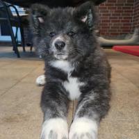 akita de 3 meses cuanto darle de comer