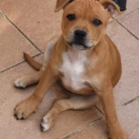 el staffordshire bull terrier crece grande