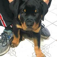 cuanto pesa una hembra rottweiler