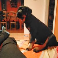 cuanto pesa una hembra rottweiler