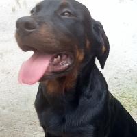 cuanto pesa una hembra rottweiler