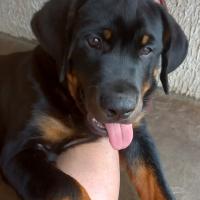 cuanto pesa una hembra rottweiler