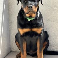 cuanto pesa una hembra rottweiler