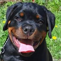 cuanto pesa una hembra rottweiler