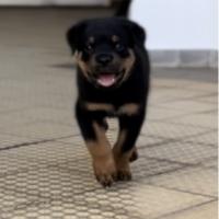 cuanto pesa una hembra rottweiler